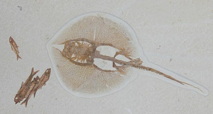 Beautiful Heliobatis Stingray With Fossil Fish #31364